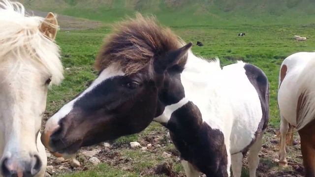 Исландские лошадки Icelandic horses смотреть онлайн