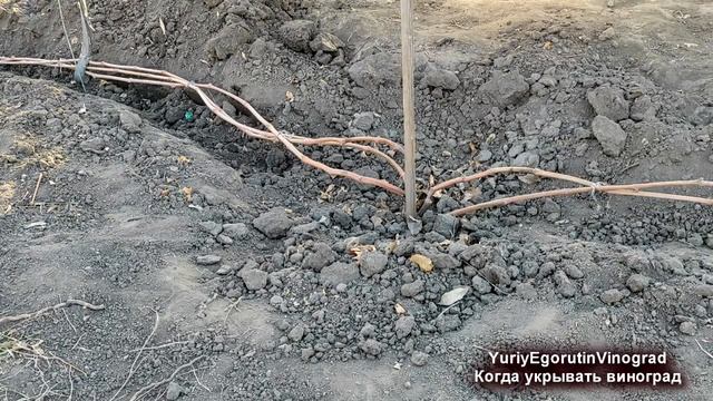 ? Когда укрывать виноград? Нужна ли закалка перед укрытием лозы? смотреть онлайн