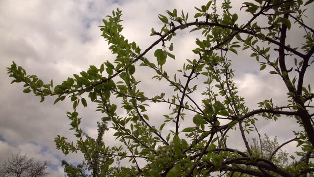 Релакс видео. РУССКАЯ ВЕСНА! Звуки весенней природы. Видео 4К смотреть онлайн