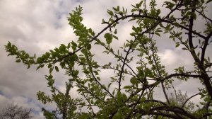 Релакс видео. РУССКАЯ ВЕСНА! Звуки весенней природы. Видео 4К