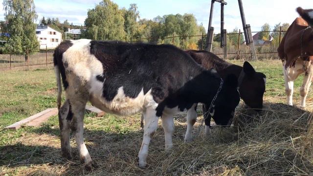 Продаём ЖИВОТНЫХ перед отъездом в КРЫМ смотреть онлайн