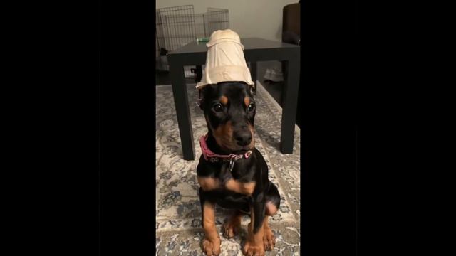 How DOES Dobersky looks like? (Husky & Doberman Mix) смотреть онлайн