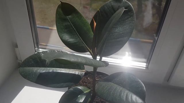 куст растет смотреть онлайн