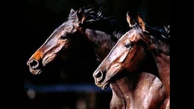 PILISHKIN Эх вы кони мои, златогривые черти....wmv смотреть онлайн