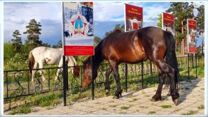 "Кто пасется на лугу"