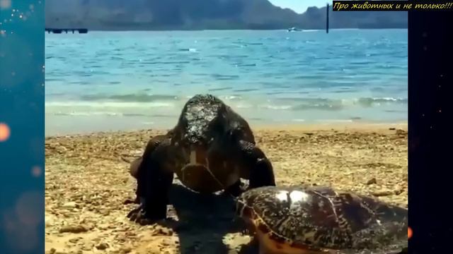 Это жуткое СУЩЕСТВО выползло из океана на пляж посреди дня! смотреть онлайн