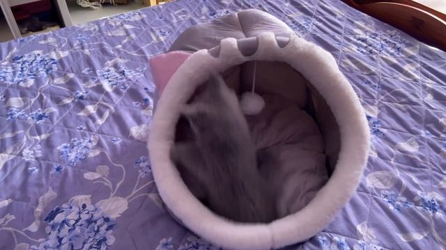 РУССКАЯ ГОЛУБАЯ КОШКА. ПЕРВЫЕ ШАГИ В ДОМЕ смотреть онлайн