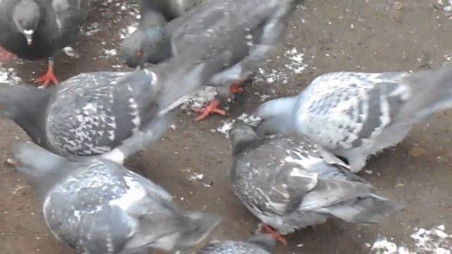 Как же кушать я хочу – Не нужны салфетки, ложки! Голуби кушают.