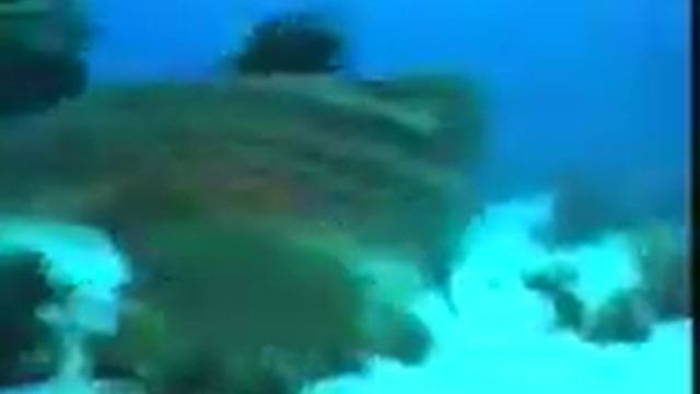 Coral Reef Red Sea Psytrance Prometheus Arcadia Magik смотреть онлайн