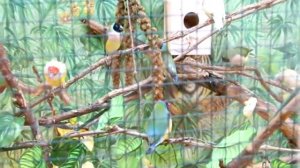 Амадины Гульда, птичник в доме