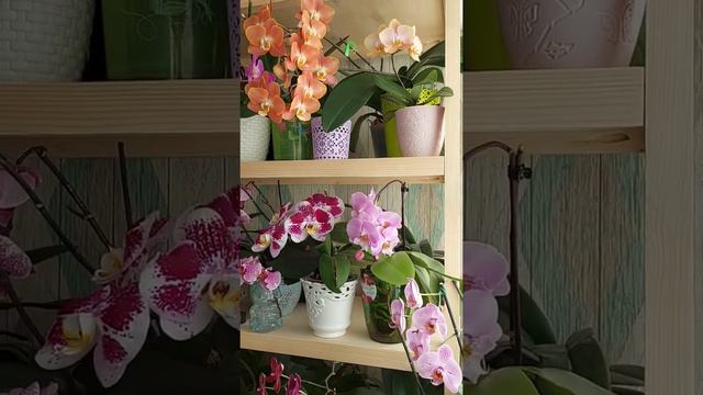 ура! новый стеллаж! смотреть онлайн