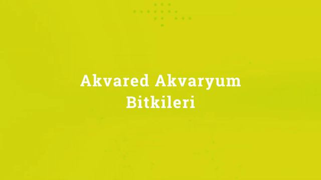 Akvared Akvaryum Bitkileri - Rotala bossi смотреть онлайн