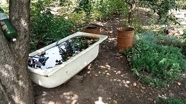 КАПЕЛЬНЫЙ полив чем же он всё-таки хорош ? смотреть онлайн