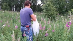 60/Время собирать Иван-чай ☕