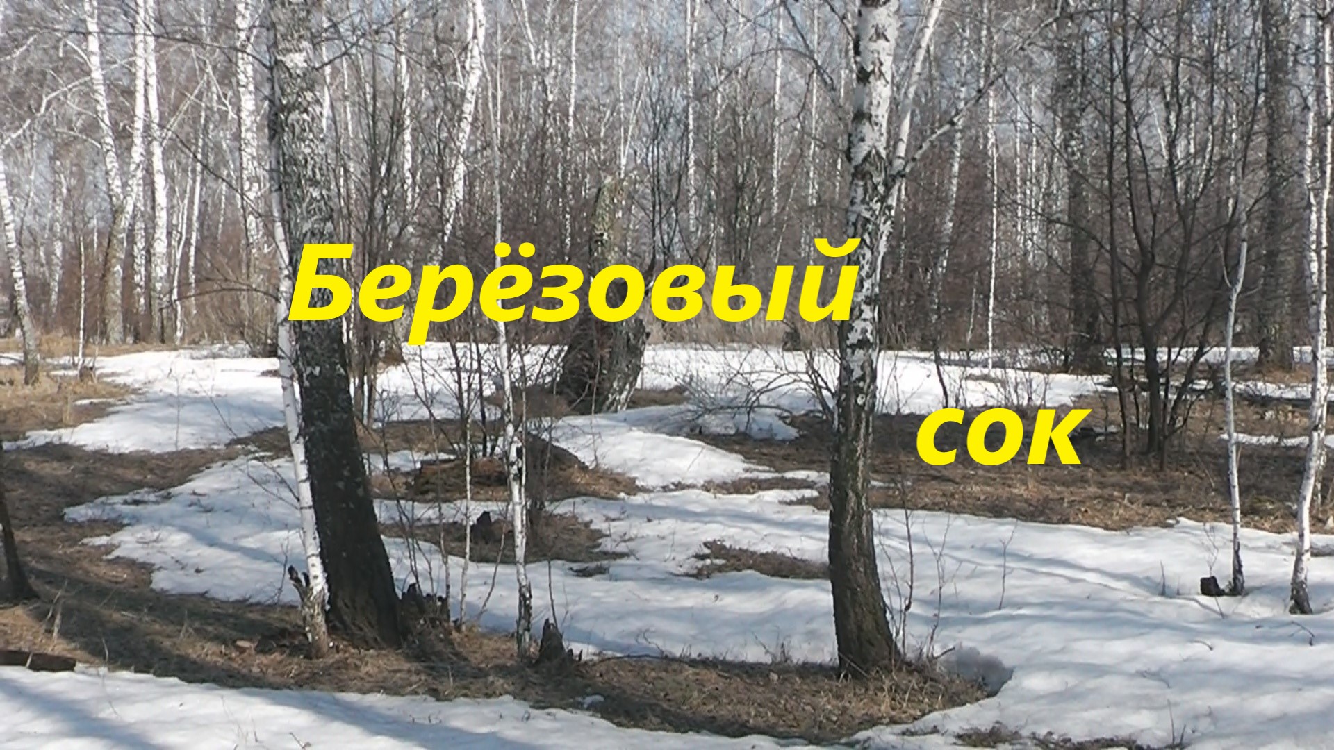 Собираем берёзовый сок.