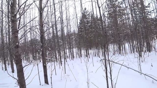 Предновогодняя охота на зайцев с Русскими гончими! смотреть онлайн