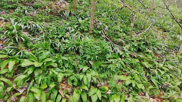 И последнее видео из сегодняшней прогулки. Прекрасный ландшафт. Черемша и различные виды хохлатки. смотреть онлайн