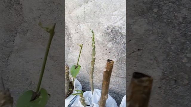 idea for plants and design(1) смотреть онлайн