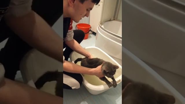 #СидимДомаБИК. Заботимся о домашних животных. смотреть онлайн