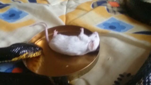 Амурский полоз за трапезой смотреть онлайн