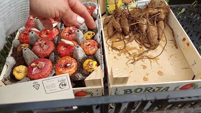 ГЕОРГИНЫ И ГЛАДИОЛУСЫ Всё просто!!! подготовка к посадке смотреть онлайн