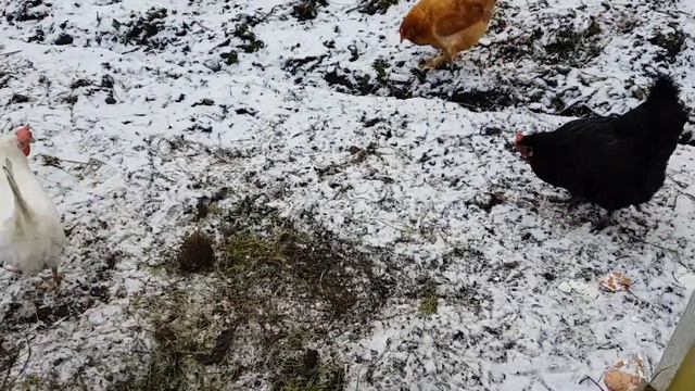 Зимняя зелень для кур смотреть онлайн