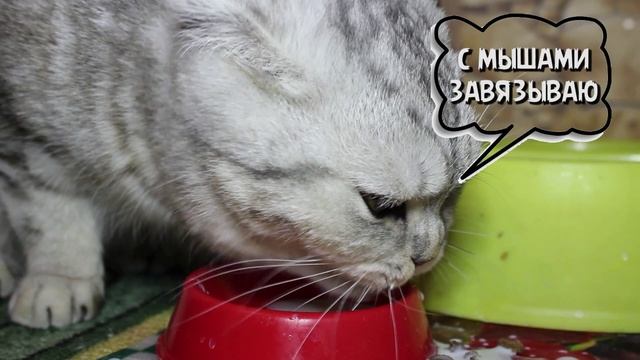 КОШКИН ДЕНЬ / СЧАСТЬЕ ЕСТЬ! смотреть онлайн