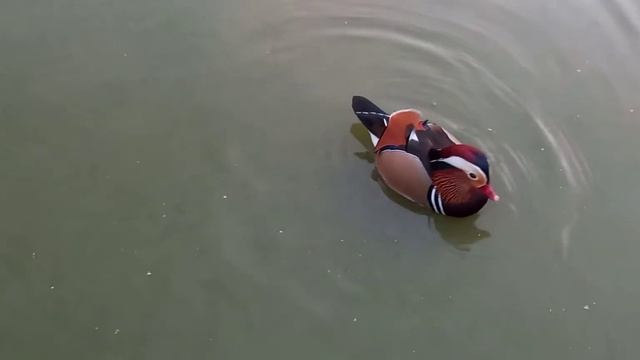 Мандаринки-каролинки, утки оригами / Caroline-mandarin ducks, origami ducks смотреть онлайн