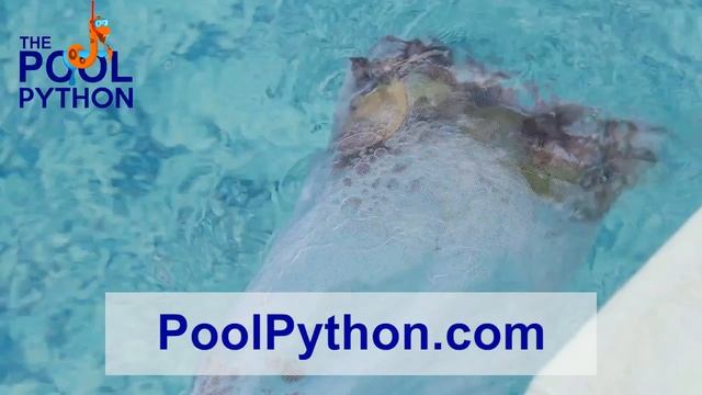 Pool Python Main Video смотреть онлайн