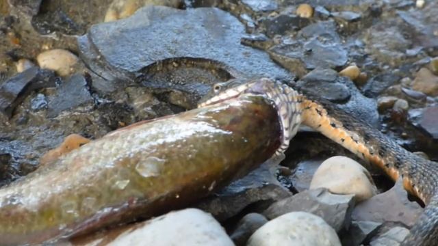 КМВ - что посмотреть #18. Озёра рядом с Константиновской.