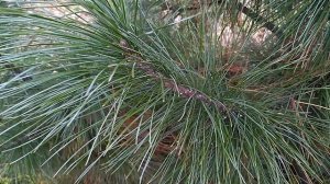 Опасный вредитель хвойных деревьев. Как вылечить кедр, сосну, ель, пихту, лиственницу