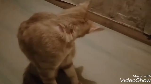 Лисин вечер смотреть онлайн