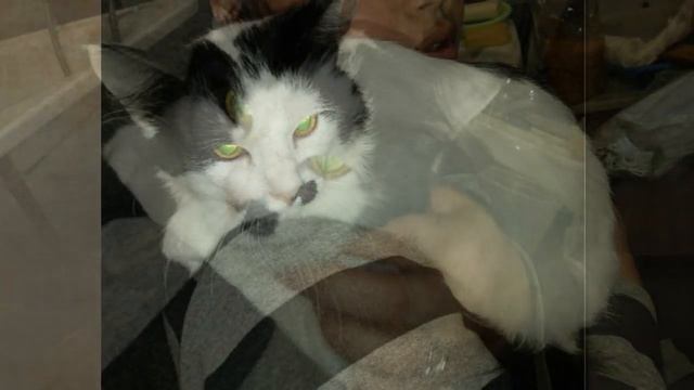 Котенок с огромной лапой мужественно терпел боль...