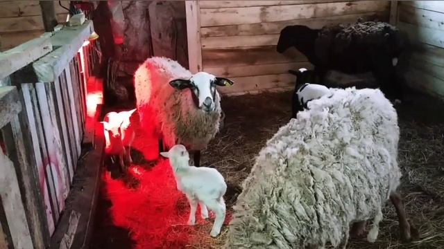 Продажа овец|Романовские овцы|Куйбышевские овцы|Домашнее овцеводство