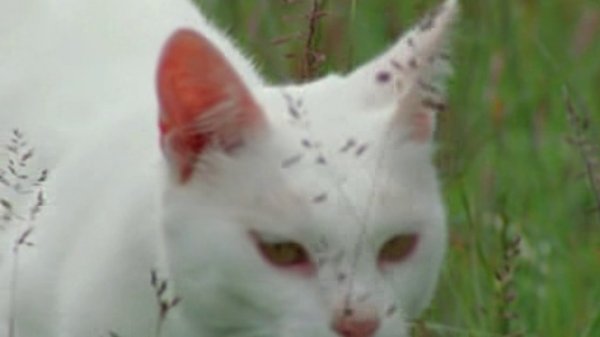 Загадочные кошки / The Cat Connection (ВВС/2002)