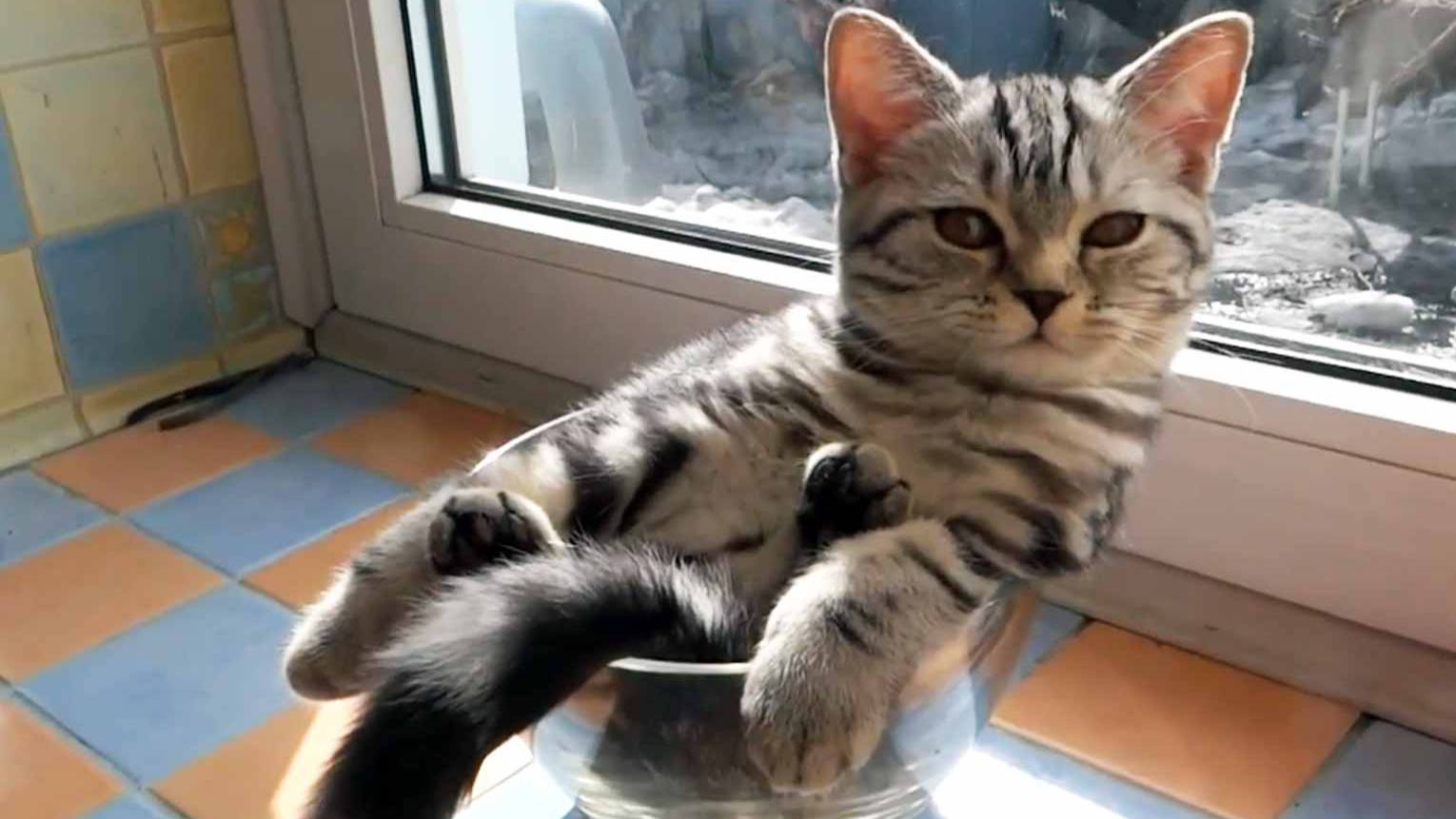 ПРИКОЛЫ С КОТАМИ - С ОЗВУЧКОЙ - Самые Смешные Животные - Смешное видео с котами! смотреть онлайн