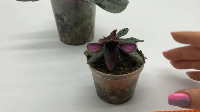 Paphiopedilum Rungsuriysnum / Myanmarucum цветение