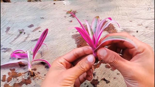 How To Grow Dracaena From Cuttings, Caring Dracaena смотреть онлайн