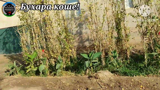 БУХАРА КОШЕ Сораулар бойынша#тахиаташ#каракалпакистан#узбекистан#казакстан#россия#город#кошелер#уй смотреть онлайн