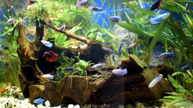 72 betta's, aquarium biotope.