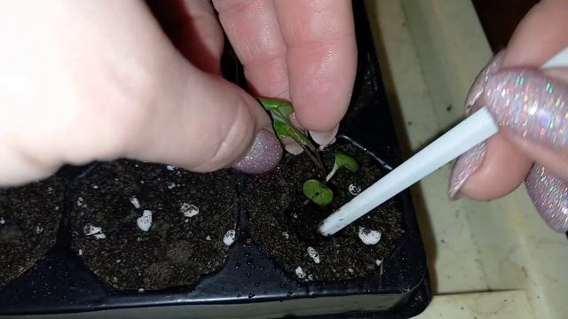 ✂️ПИКИРОВКА ЦИНЕРАРИИ СЕРЕБРИСТОЙ?#цинерариясеребристая,#пикировкацинерариисеребристой,#рекомендаци смотреть онлайн