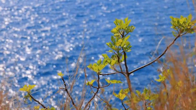 Лествица. Слово 30. О союзе трех добродетелей, то есть о вере, надежде и любви. смотреть онлайн