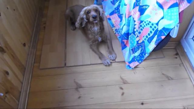 Дрессировка кокер спаниеля ( команда ползи и команда брось) / English cocker spaniel смотреть онлайн