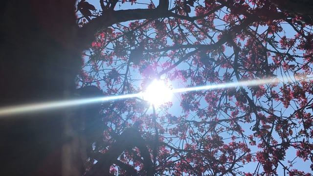 Crab apple (Malus 'Rudolph') - canopy in sun - April 2019 смотреть онлайн