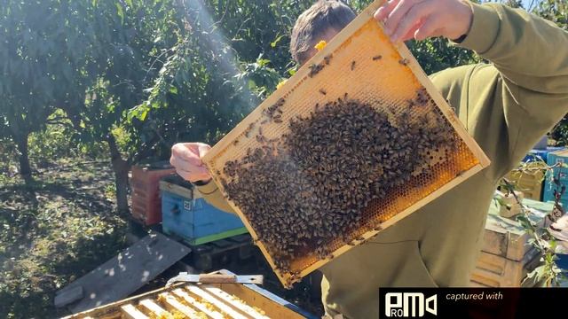 Отводок пчёл бакфаст B6 от Вальдемара Коха спустя 3 месяца / Buckfast  B6 From Waldemar Koch !