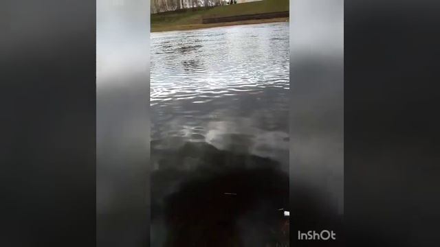 Рыбалка на Заподной Двине в витебске смотреть онлайн
