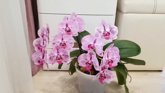 ОБИЛЬНОЕ цветение моих РОЗОВЫХ БОРДОВЫХ орхидеи pink orchids орхидея orchid фаленопсис phalaenopsis смотреть онлайн