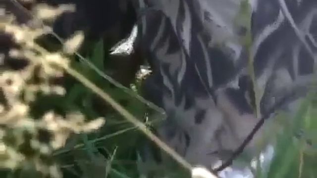 Ловля карпа на фидер, карповая ловля в пруду, где порыбачить смотреть онлайн