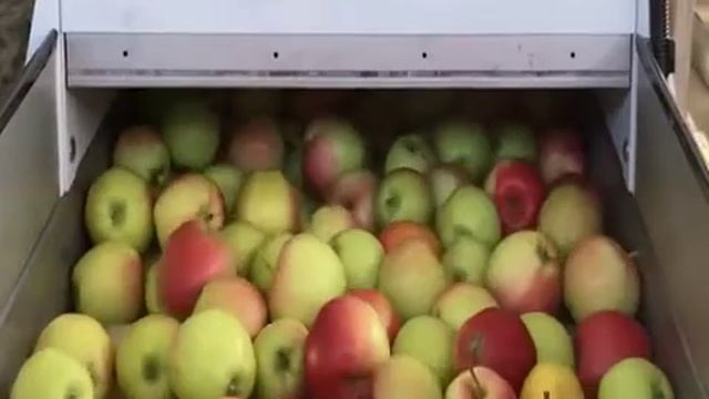 Машина MONO (SORTER)  для сортировки яблок производительностью до 2 тонн в час