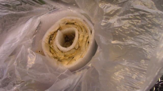 Моя рассада на 30 марта.Небольшой эксперимент с семенами прострелав смотреть онлайн